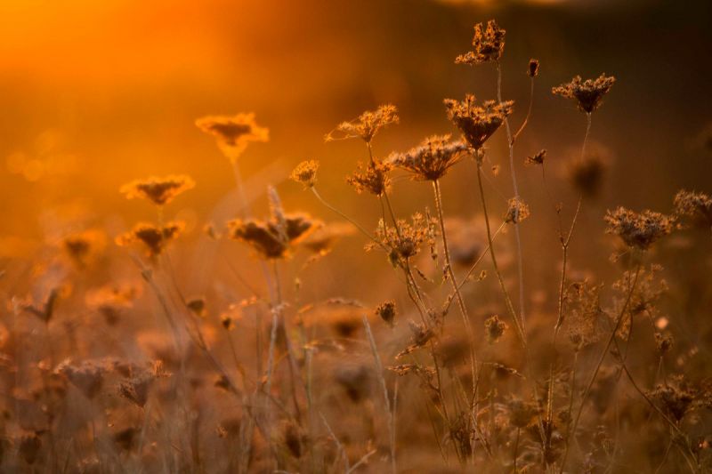 fiap-m-ars-foto-2017-fadoras-dorel-ioan-vladimirescu-flowers-in-sunset