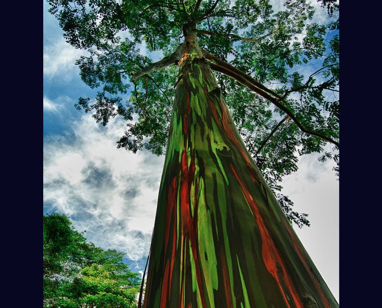 rainbow-eucalyptus-truly-one-of-the-most-amazingly-beautiful-rainbow-colored-trees-on-earth