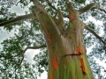 bark-smooth-yellow-brown-and-purple-but-green-after-flaking