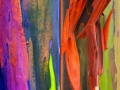 rainbow-eucalyptus-trees-go-from-bright-green-after-shedding-to-darkens-and-matures-to-give-blue-purple-orange-and-then-maroon-tones