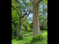 the-other-rainbow-in-maui-rainbow-eucalyptus-trees