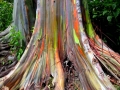 trunk-of-rainbow-eucalyptus-trees-growing-along-the-hana-highway
