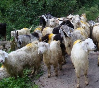 Un locuitor din Vladimirescu vrea ca primarul Aradului să-i rezolve problema cu vecinii care cresc capre!