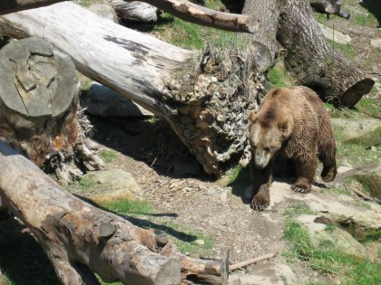 România, pe cale să fie INVADATĂ de urșii din Tirolul de Sud?!
