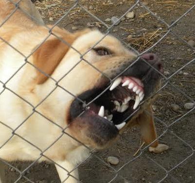 Jenant: în lipsa unei hotărâri a CLM, Aradul e printre puţinele oraşe care nu pot gestiona câinii cu stăpân