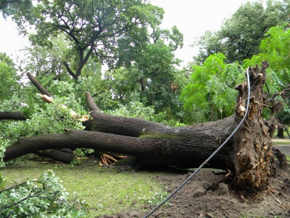 Copacul ăsta PUTEA OMORÎ zeci de copii! VEZI FOTO cu URIAŞUL doborât de furtună!