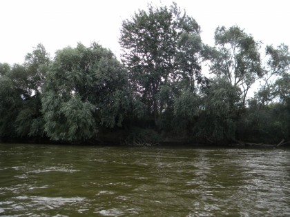 Bărbaţi prinşi la pescuit în râul Mureş cu o SETCĂ de ZECI DE METRI