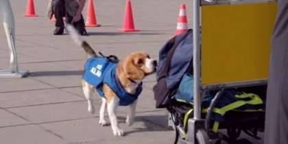 Pe aeroportul din Amsterdam, un câine GĂSEȘTE călătorii care și-au uitat obiecte în avion