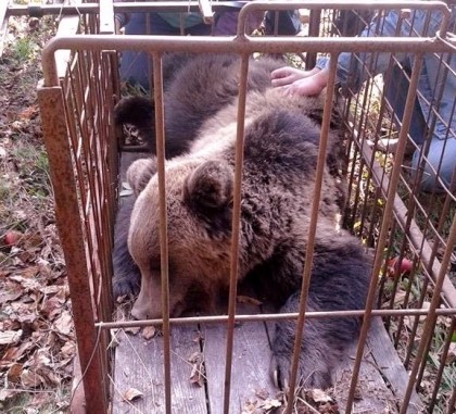 EXCLUSIV/ Urs capturat la Moneasa. Animalul a dat iama în livada unul localnic! (VEZI FOTO!)