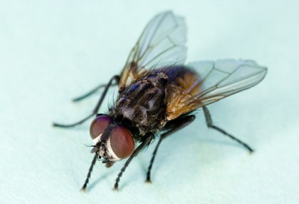 FABULĂ: Zbura o muscă prin Senat