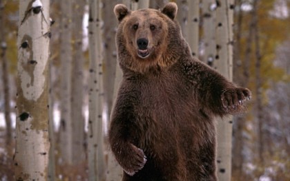 IMAGINI INCREDIBILE/ Două rusoaice S-AU DEZBRĂCAT în pădure, lângă un urs uriaş. Ce REACŢIE a avut animalul!