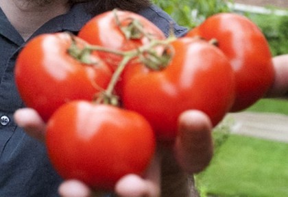 PSD anunță că relansează programul „Tomata”