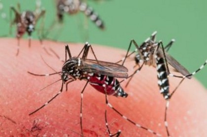 ALERTĂ! Feriți-vă de ȚÂNȚARI! Virusul West Nile, care poate provoca MOARTEA, confirmat în România