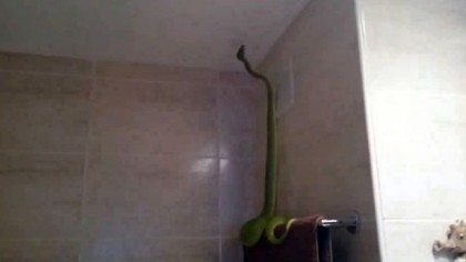 PAY-Large-green-python