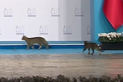 cats at G20 summit