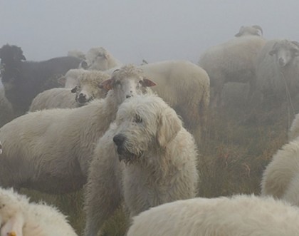 Legea care IMPUNE numărul maxim de câini la stână ÎI SCOATE DIN MINȚI pe ciobani. Ce declară ministrul Agriculturii!