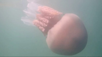 „EXPERIENŢĂ NEPĂMÂNTEANĂ!”: Film subacvatic realizat în largul coastelor Marii Britanii
