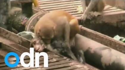 VIDEO/ O maimuţă RESUSCITEAZĂ o altă primată care s-a electrocutat