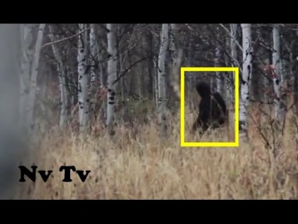 VIDEO/ Se plimba prin pădure, când deodată a simţit că este URMĂRIT. Ce a SURPRINS în imagini