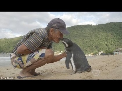NICI UN OM NU AR FACE ASTA! Un pinguin străbate anual 8000 de kilometri pentru a-şi întâlni salvatorul (VIDEO)