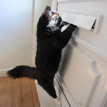 A angajat o bonă pentru pisică și a plecat de acasă. Când s-a uitat pe CAMERA VIDEO, a rămas șocată (GALERIE FOTO)
