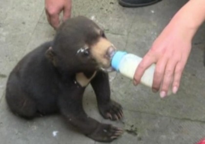 Man-shocked-to-realise-adopted-puppy-was-in-fact-an-endangered-species-of-bear