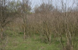 Profesoara dispărută a fost găsită în pădure item-thumbnail
