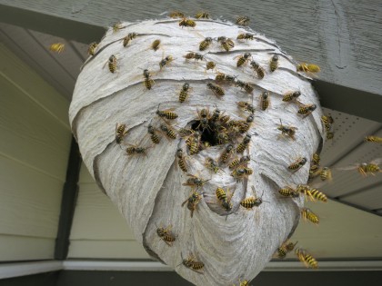 Alertă din cauza VIESPILOR: DEVOREAZĂ albine şi POT UCIDE OAMENI