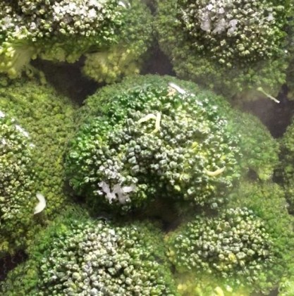 broccoli viermi