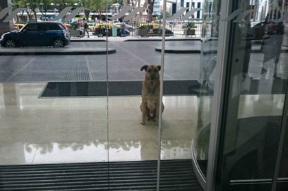A așteptat-o ZILNIC, timp de ȘASE LUNI, la intrarea hotelului. CE A URMAT