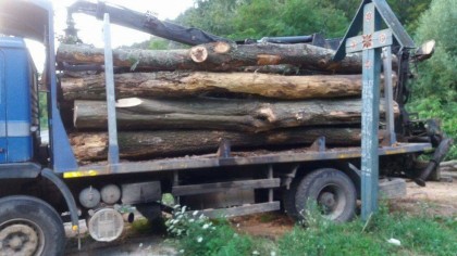 Transport ilegal de material lemnos, oprit de polițiștii arădeni