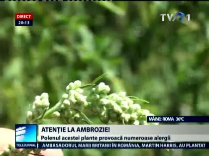 Direcția de Sănătate Publică solicită primăriilor SĂ STÂRPEASCĂ AMBROZIA! Metode de COMBATERE a plantei care afectează SĂNĂTATEA POPULAȚIEI