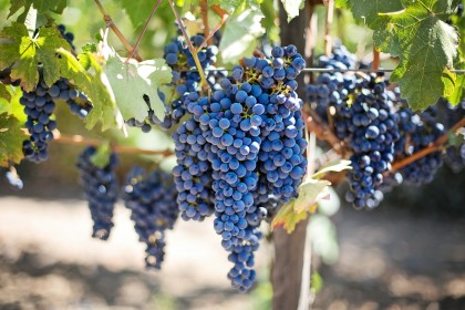 Producție RECORD de STRUGURI pentru viticultorii din Podgoria Aradului