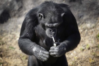 Caz REVOLTĂTOR la o grădină zoologică. Un cimpanzeu a fost DRESAT să FUMEZE un pachet de țigări pe zi (GALERIE FOTO)