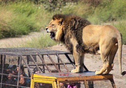 Cea mai periculoasă grădină zoologică. Ai curaj s-o vizitezi? (VIDEO)