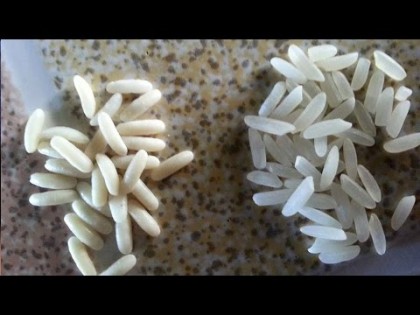 ALARMANT: Tot mai mulți oameni mănâncă PLASTIC în loc de OREZ! Cum se fabrică orezul din plastic și cum faci diferența (VIDEO)