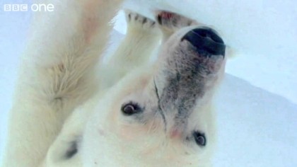 Aflând că vine IARNA POLARĂ, românii cu dare de mână și-au instalat camere de luat vederi, să surprindă urșii polari și aurora boreală