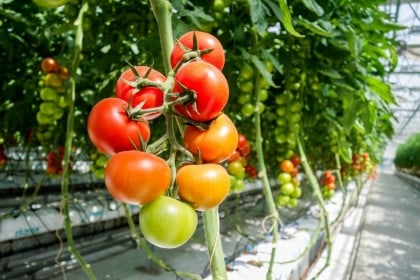 SPRIJIN FINANCIAR substanțial pentru PRODUCĂTORII de tomate. CARE sunt condițiile