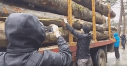 VIDEO/ Activiștii de MEDIU au luat MĂSURI DRASTICE! Camioanele care transportă lemne sunt BLOCATE