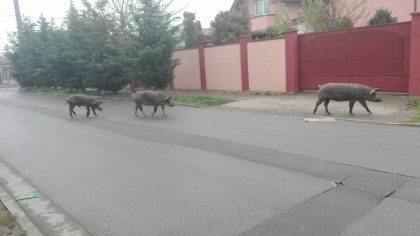 Între timp, în Alfa: Animalele DOMESTICE au ieșit la plimbare (GALERIE FOTO)