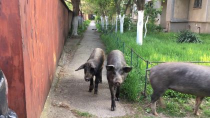 În Alfa, ca la ţară! Porcii, la PROMENADĂ prin cartier (VIDEO)