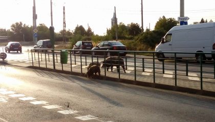 În Alfa, porcii așteaptă tramvaiul!