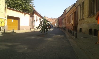 A dispărut un capac, dar a „crescut” un copac! Se întâmplă pe o stradă din Arad…
