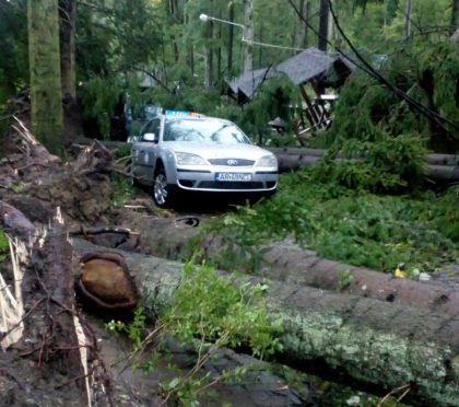 O sută de puieți vor fi plantați la Moneasa, localitate devastată de furtuna din septembrie 2017