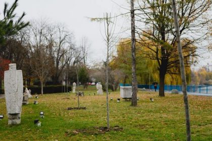 Primăria reabilitează spațiul verde din municipiu. Câți arbori vor fi sădiți până la sfârșitul anului (GALERIE FOTO)