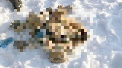 IMAGINI ȘOCANTE! A găsit peste 50 de MÂINI TĂIATE într-un râu înghețat