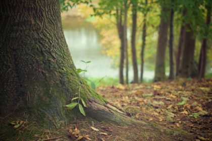 Sute de hectare de pădure din județul Arad, regenerate natural