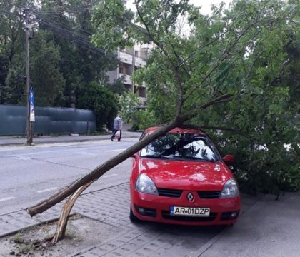 NEWS ALERT/ Furtuna a făcut PRĂPĂD în Arad! Copaci DOBORÂŢI, acoperişuri SMULSE