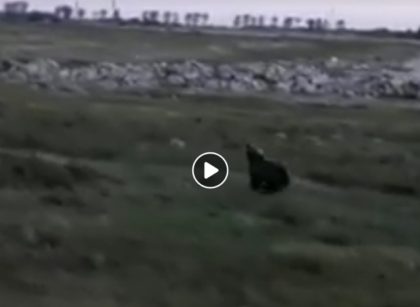 ALERTĂ/ Urs filmat în apropiere de Pădurea Ceala (VIDEO)
