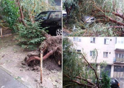 Urmările FURTUNII: Copac căzut peste maşini, la Arad (FOTO)